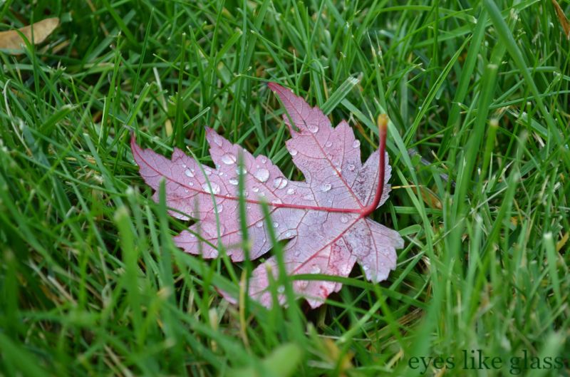 leaf in grass